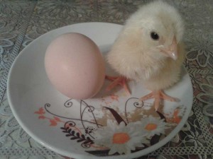 Адлерская Серебристая яйцо и цыпленок суточный
