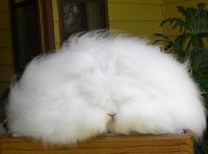 angora-ili-angorka