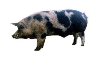 severokavkazskaya