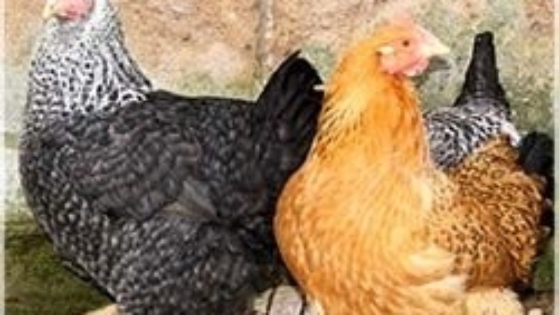 1236073333_kurochki