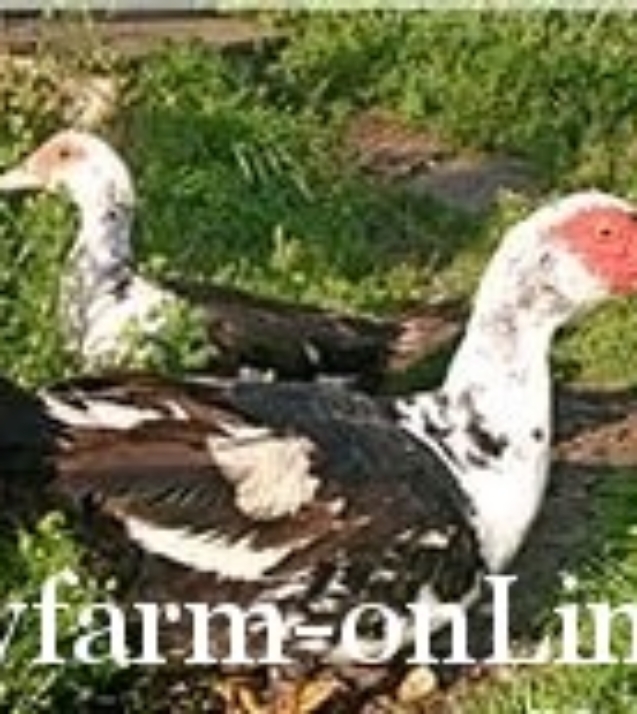 1236336140_indoutka