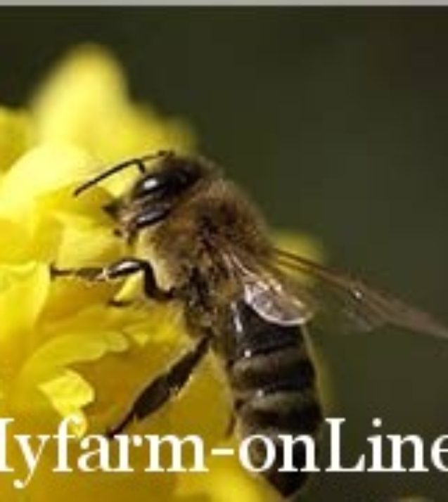1237039269_pic_bee_0101