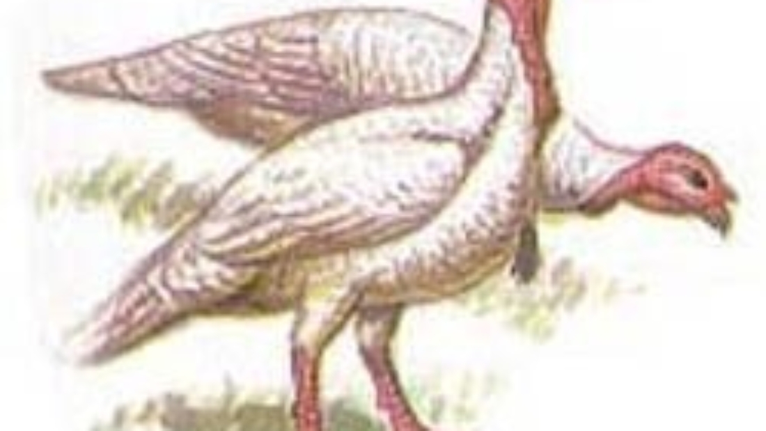 1239699376_sevb