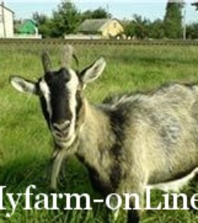 1247479686_b_7371goat