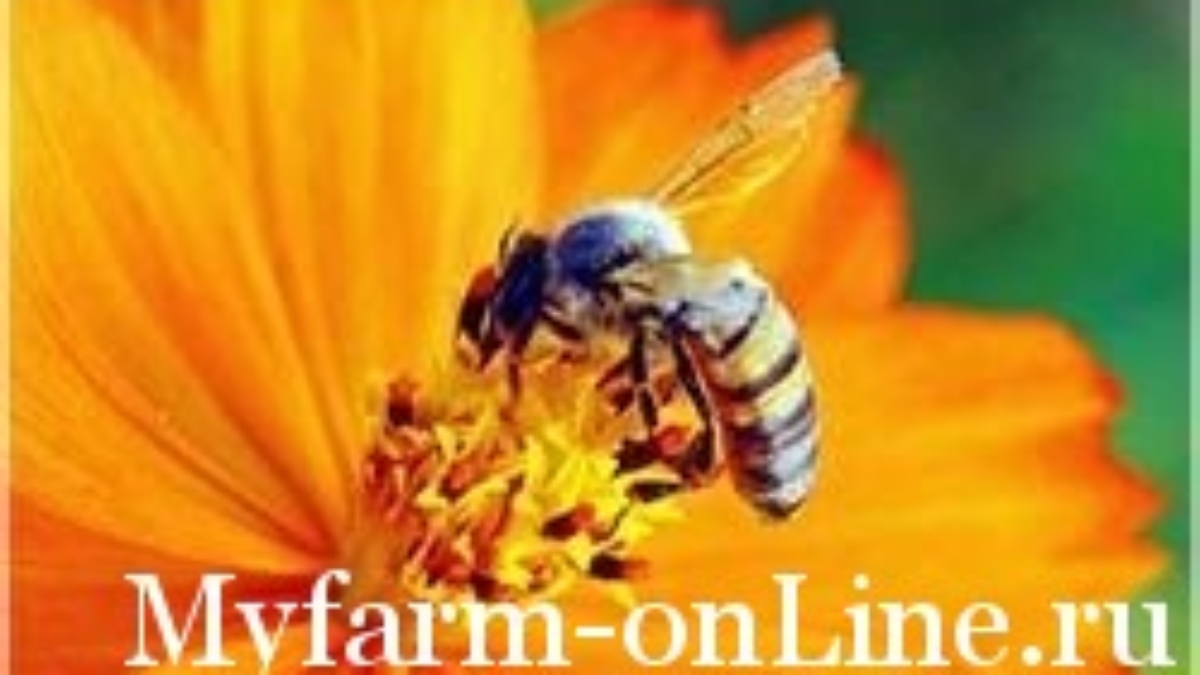 1247840054_pchela
