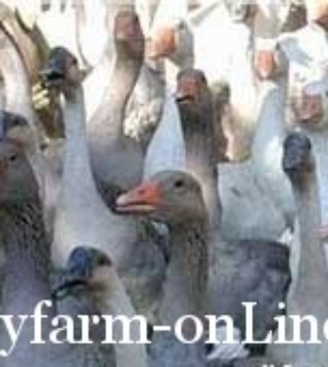 1248157916_goose_std