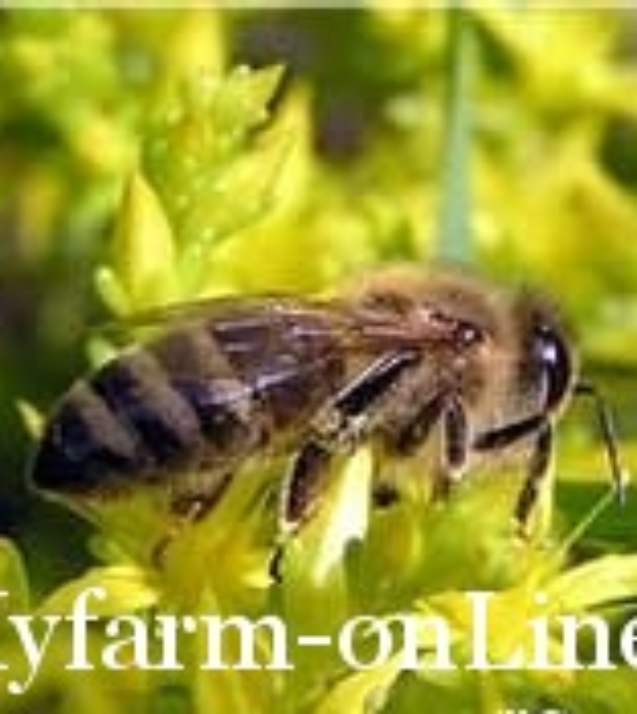 1249483677_bee1