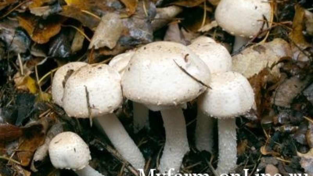1250519906_agaricus_silvaticus