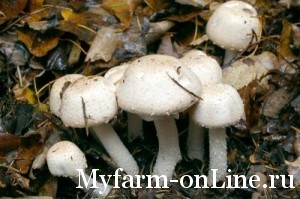 1250519906_agaricus_silvaticus