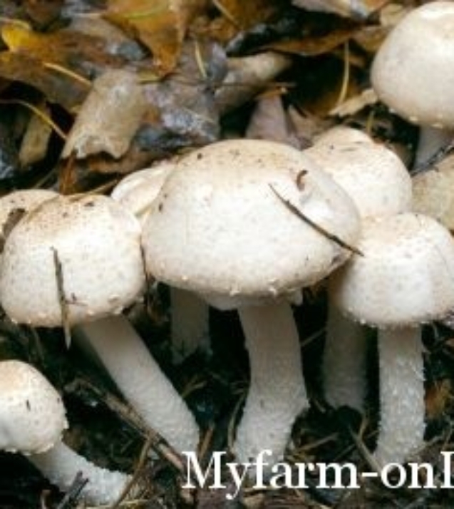 1250519906_agaricus_silvaticus