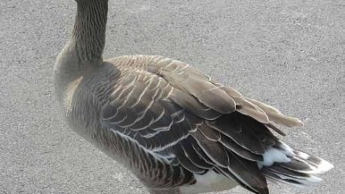 1250590460_bean.goose.600pix