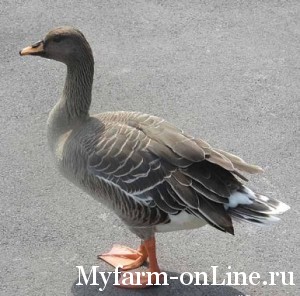 1250590460_bean.goose.600pix