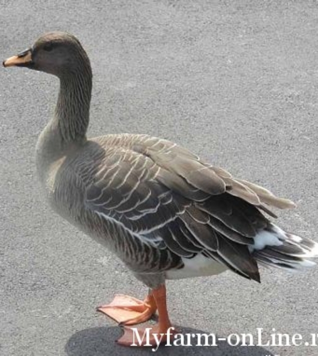 1250590460_bean.goose.600pix