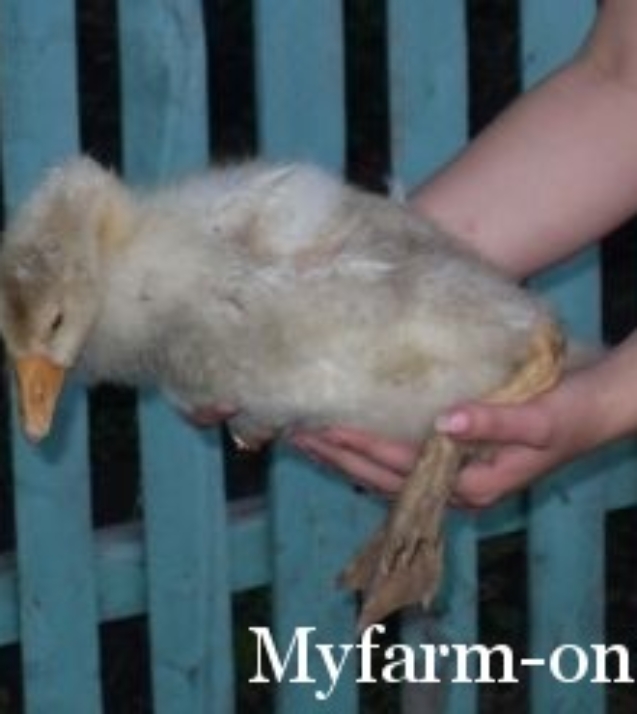 Форма заказа на сайте Myfarm-online.ru