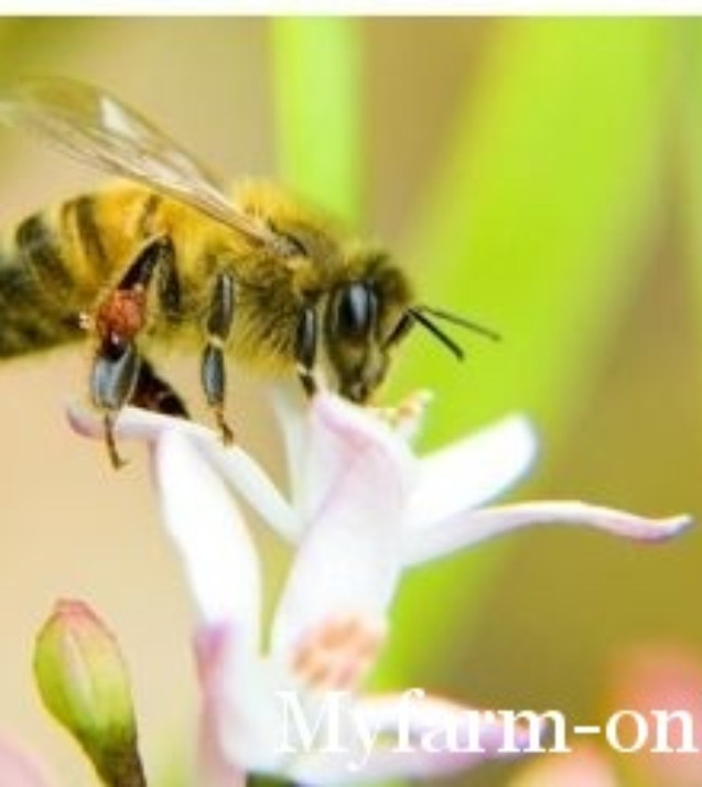 1251299095_bee_by_kmaisch