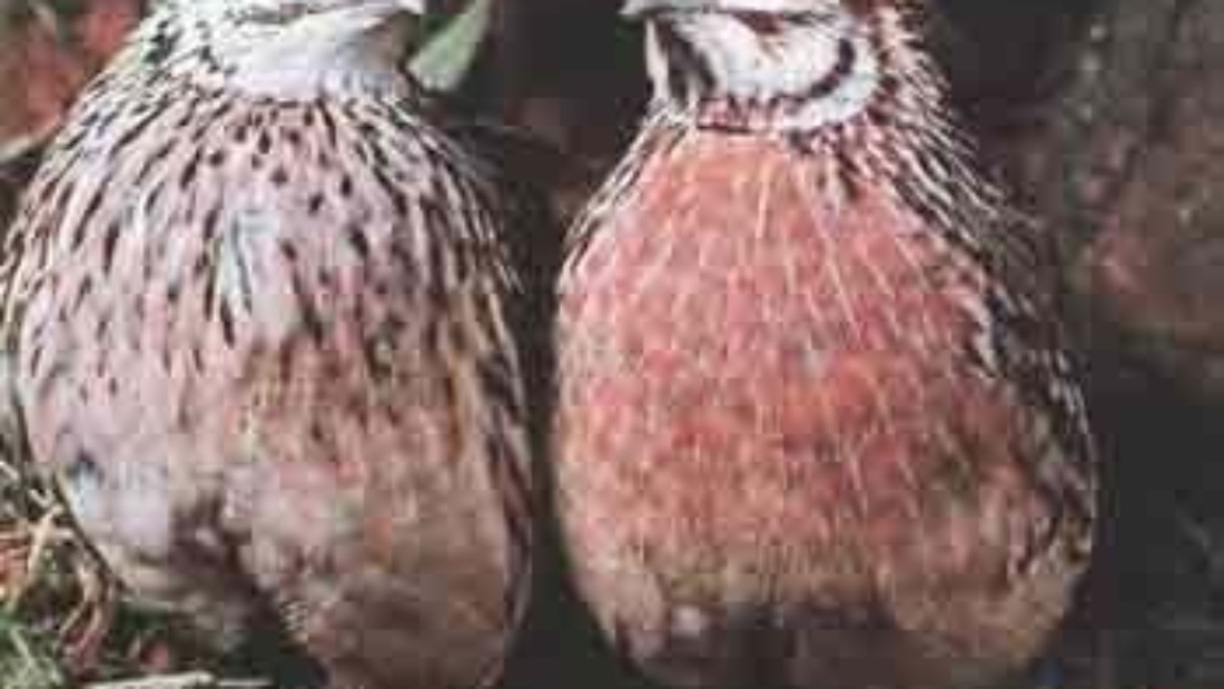 1252238203_quail-01