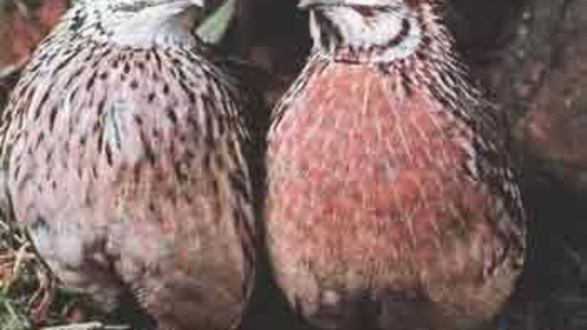 1252238203_quail-01