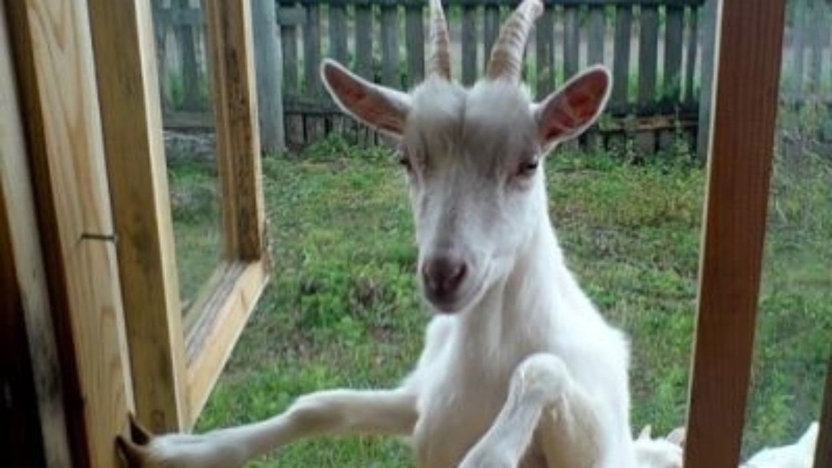 1253263018_044-goat