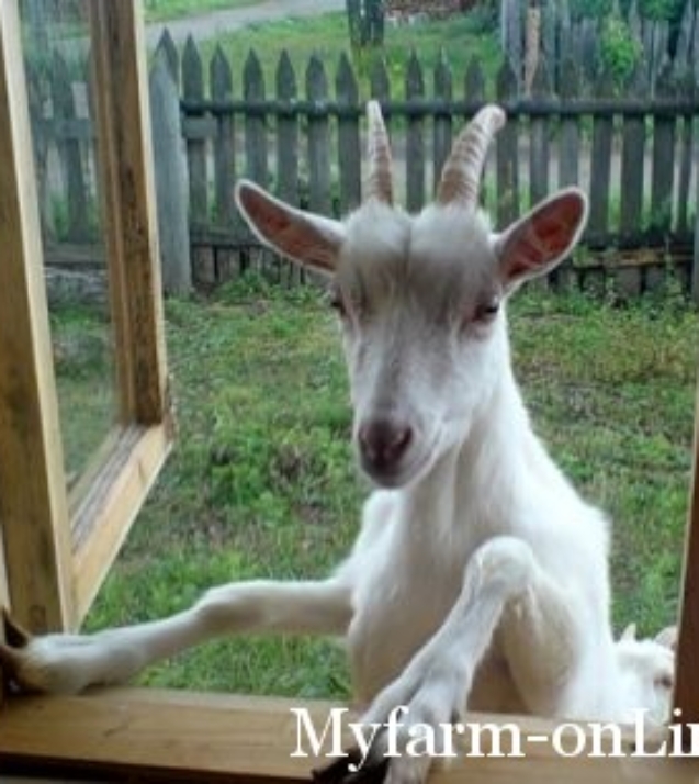 1253263018_044-goat