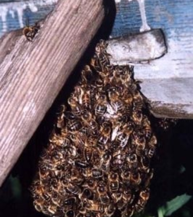 1253616530_apis1