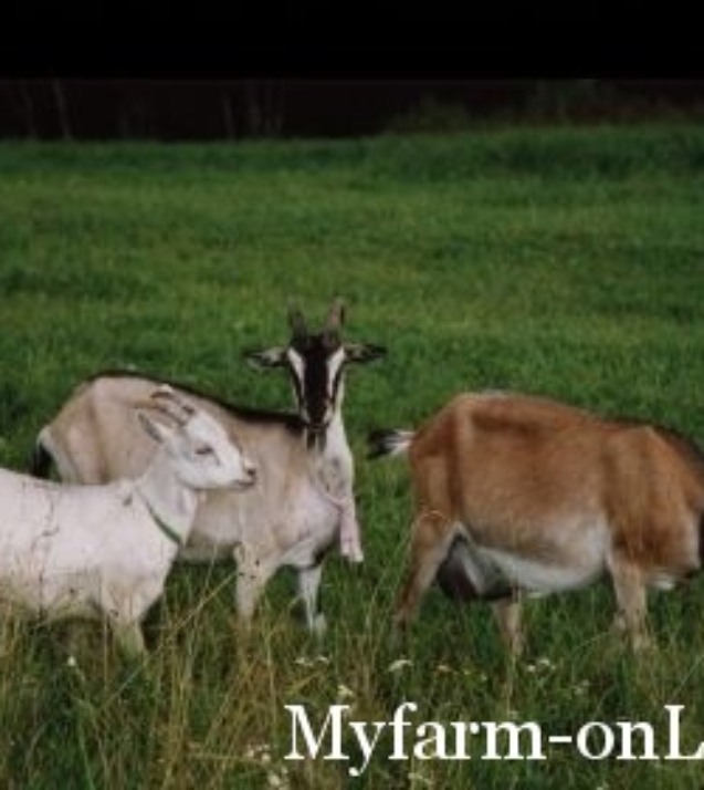 1253786558_kam_goats