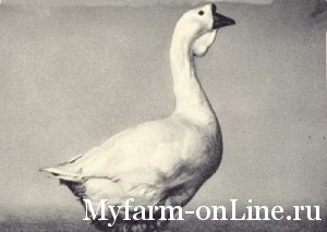 1253864392_xolm8