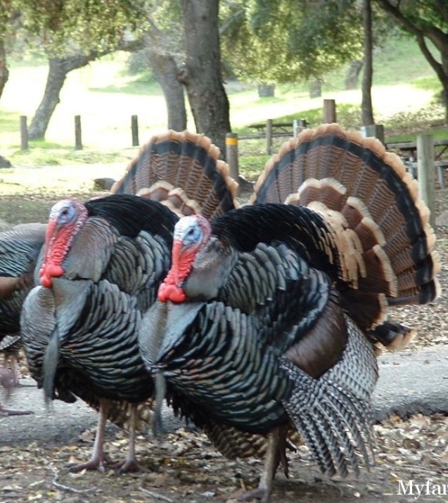 1254739913_turkey_lopez04