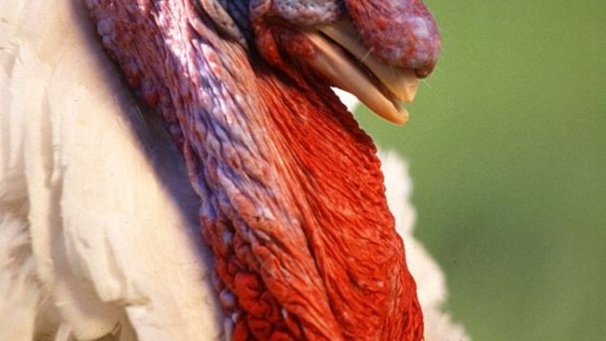 1254740582_large_white_turkey_male