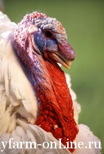 1254740582_large_white_turkey_male