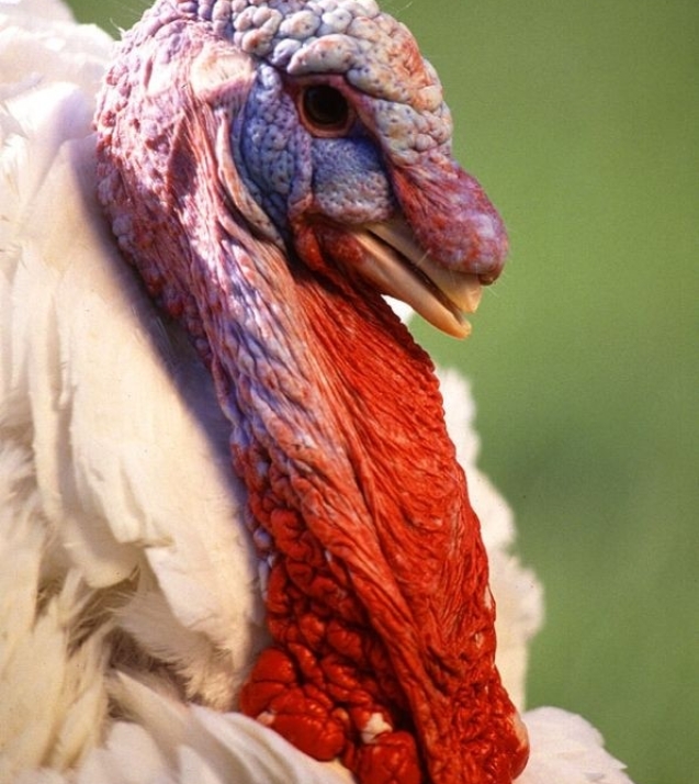 1254740582_large_white_turkey_male