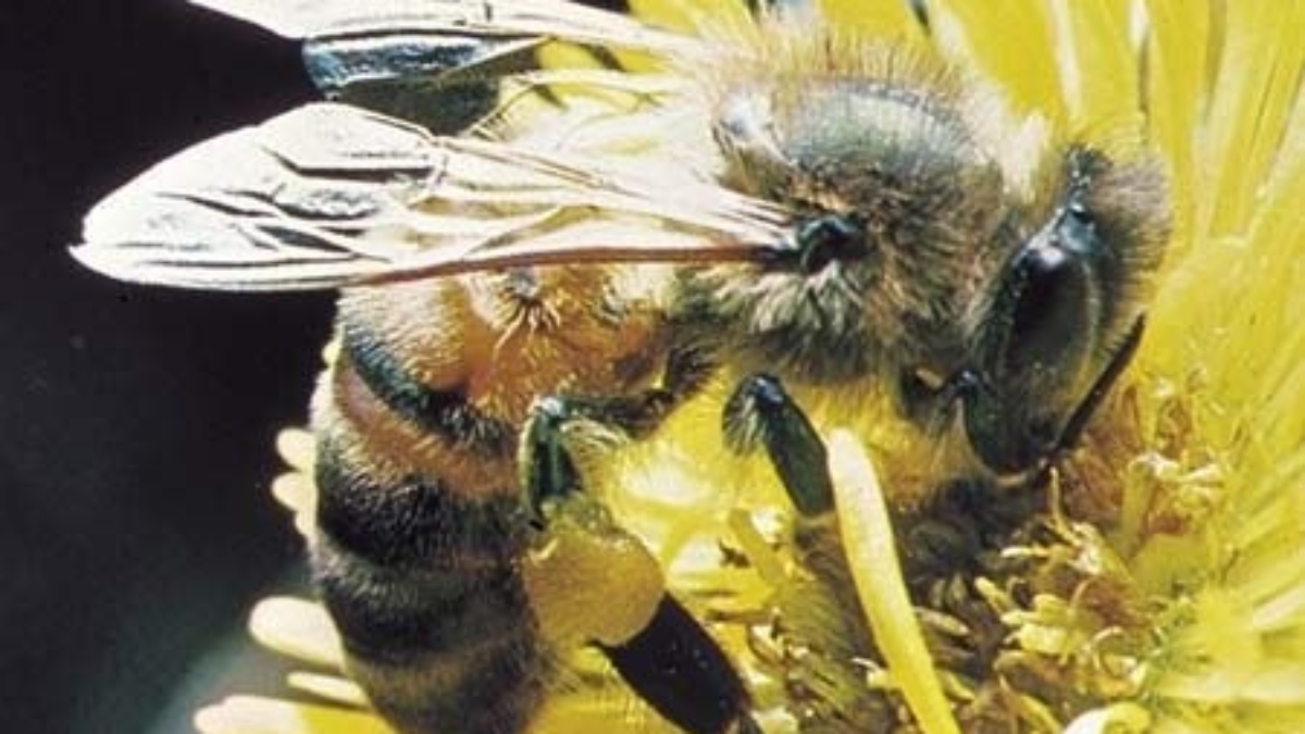 1254900237_honeybee-on-flower