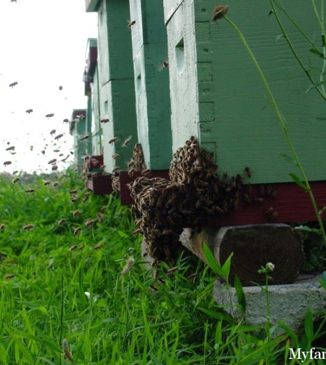 1254902376_hive-bee-4
