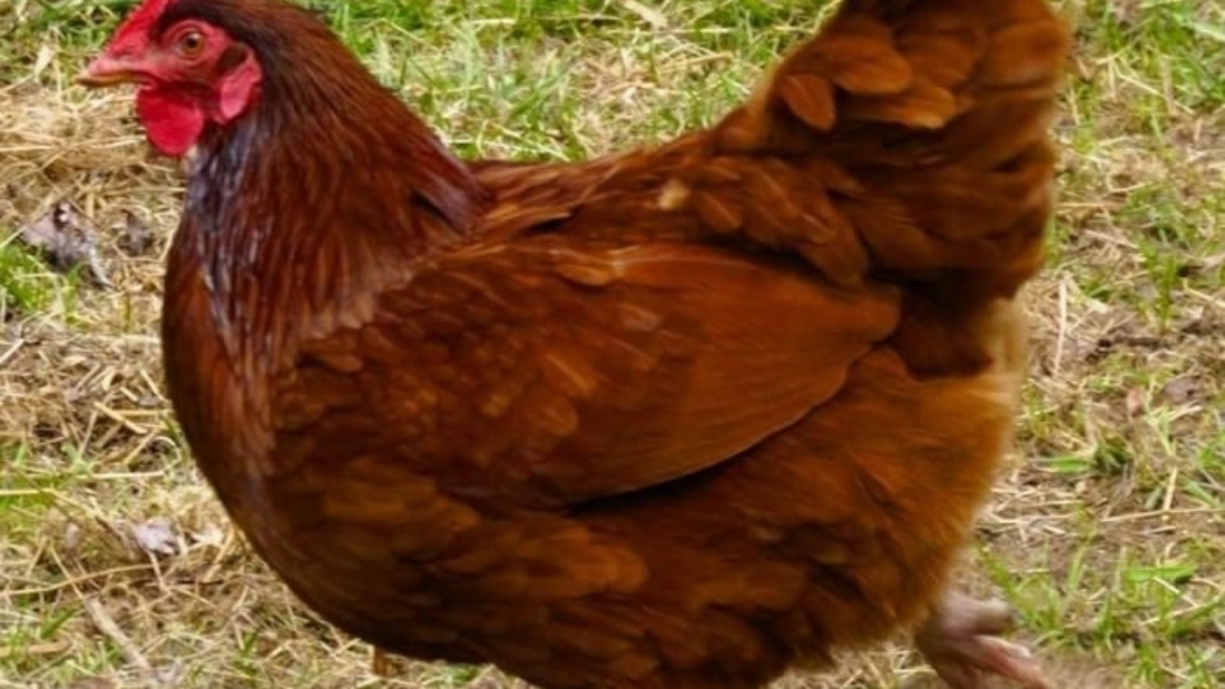 1255004092_doing-the-chiken-dance.preview