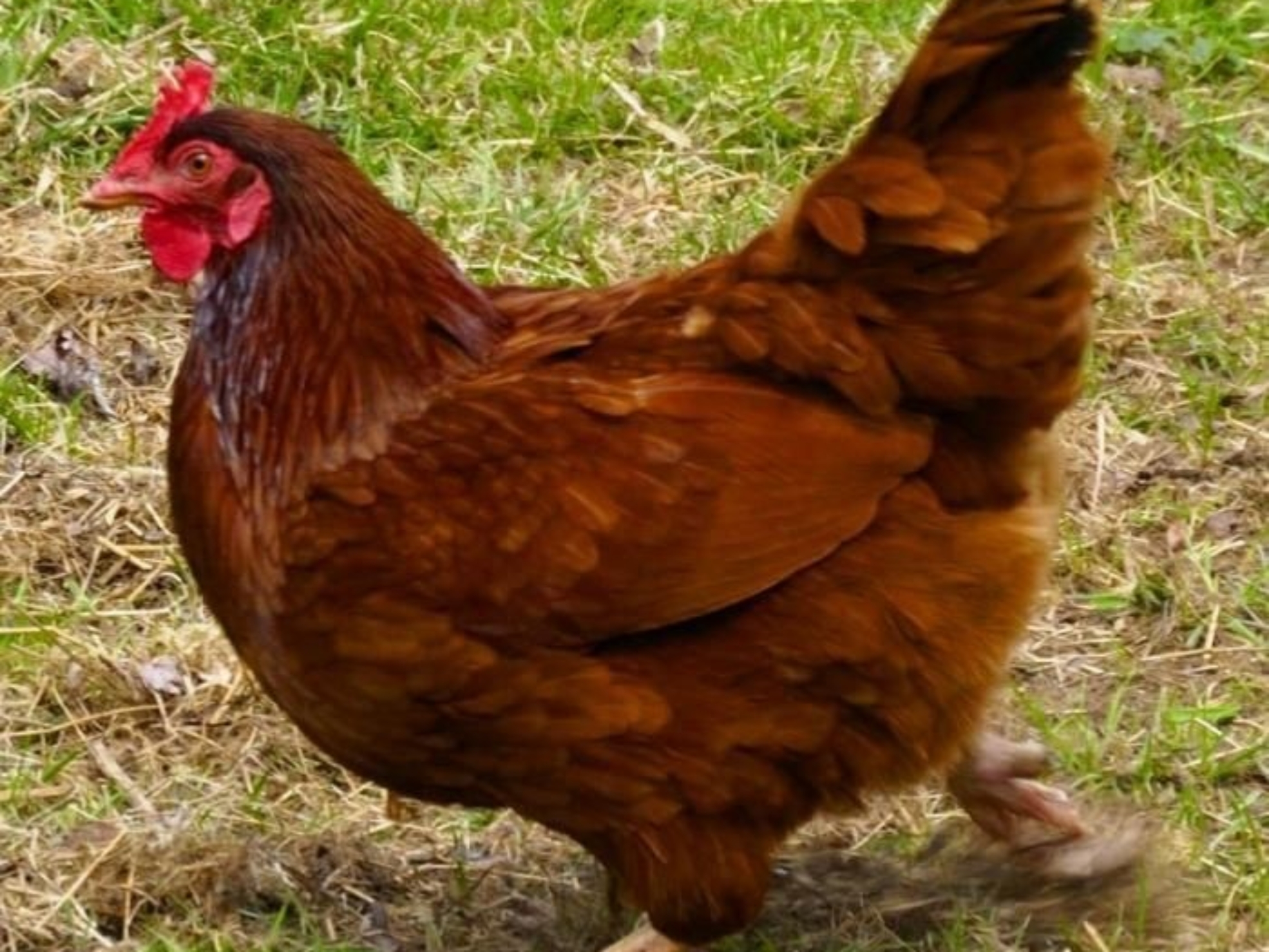 1255004092_doing-the-chiken-dance.preview