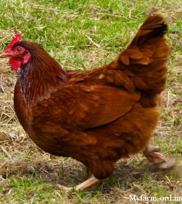 1255004092_doing-the-chiken-dance.preview