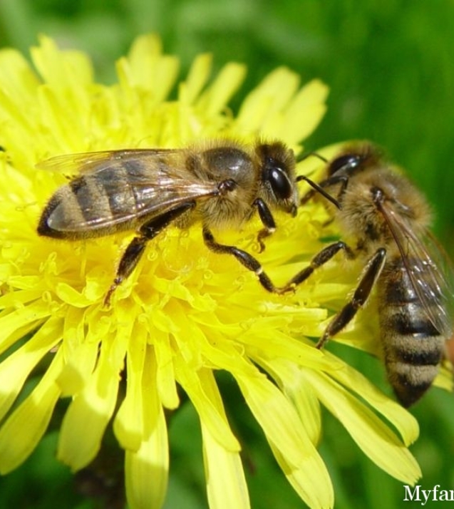 1258016949_bee_0