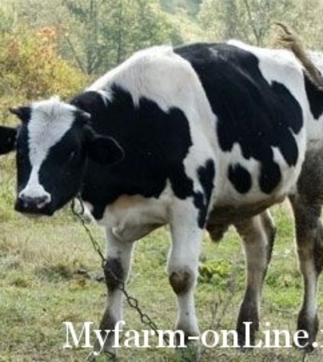 1272619948_cow1