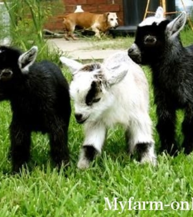 1272620273_goats_lead_wideweb__470x3520