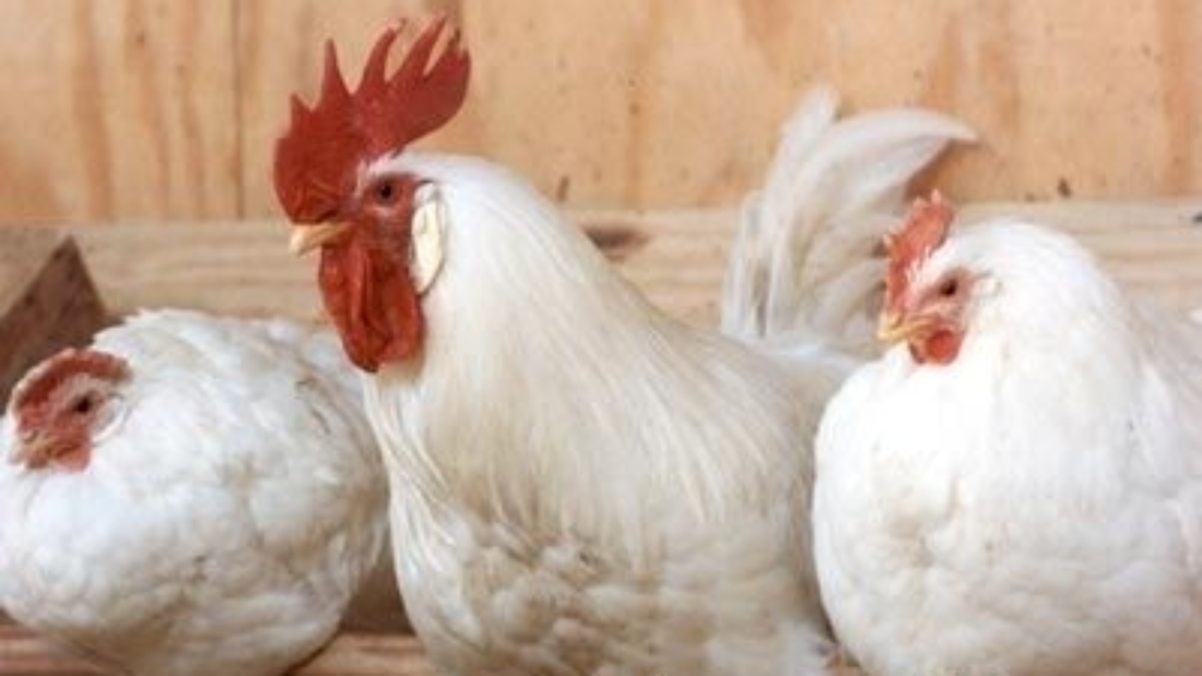 1274333995_chickens022