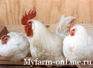 1274333995_chickens022