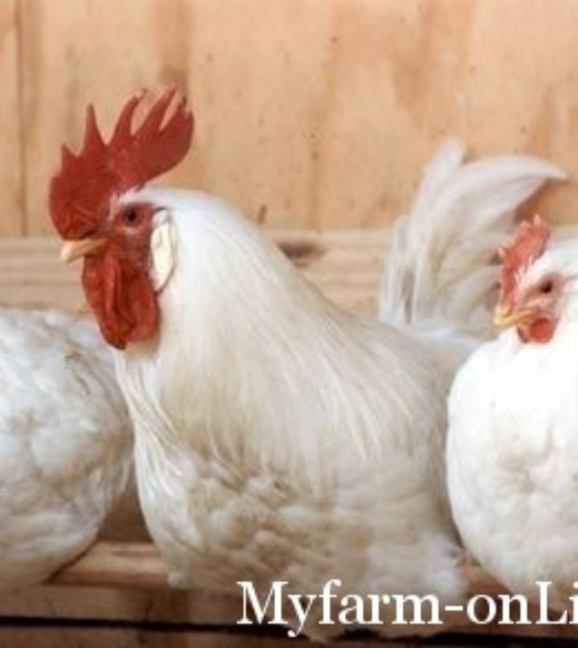 1274333995_chickens022