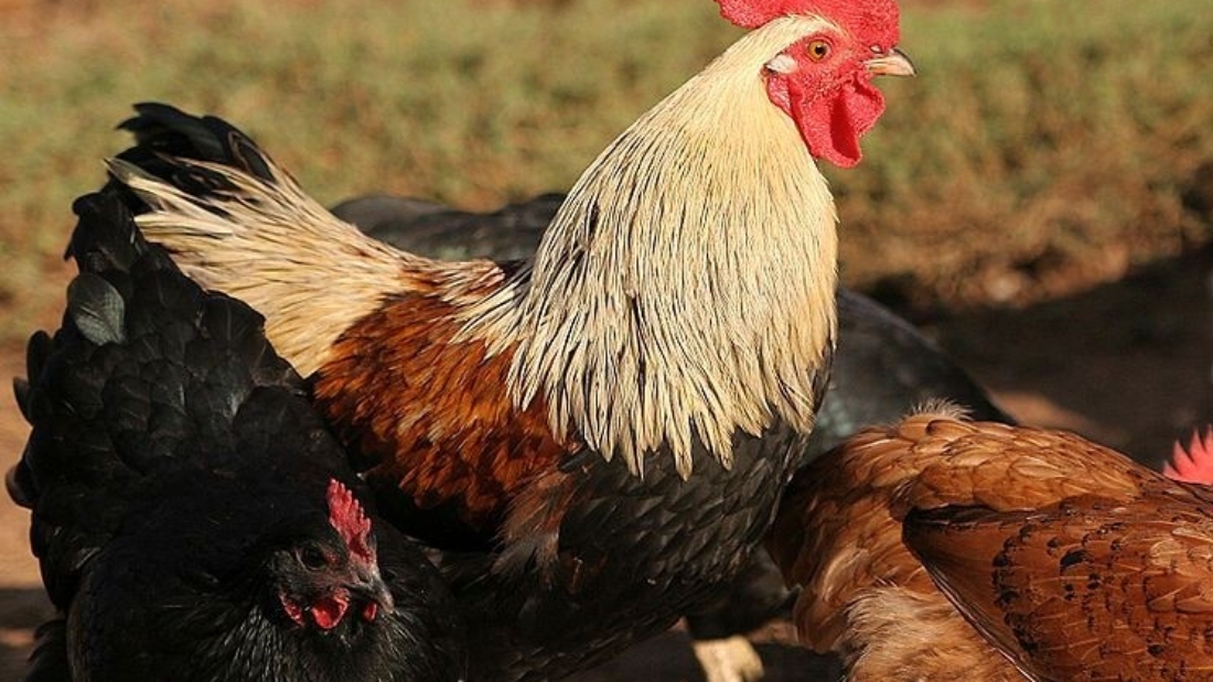1276331681_745px-rooster02