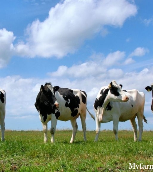 1311572330_cows