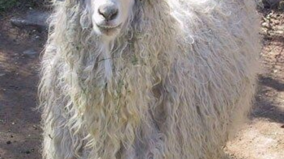 1313485051_angora-goat-4