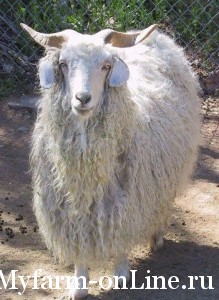 1313485051_angora-goat-4