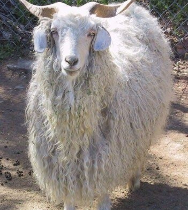 1313485051_angora-goat-4