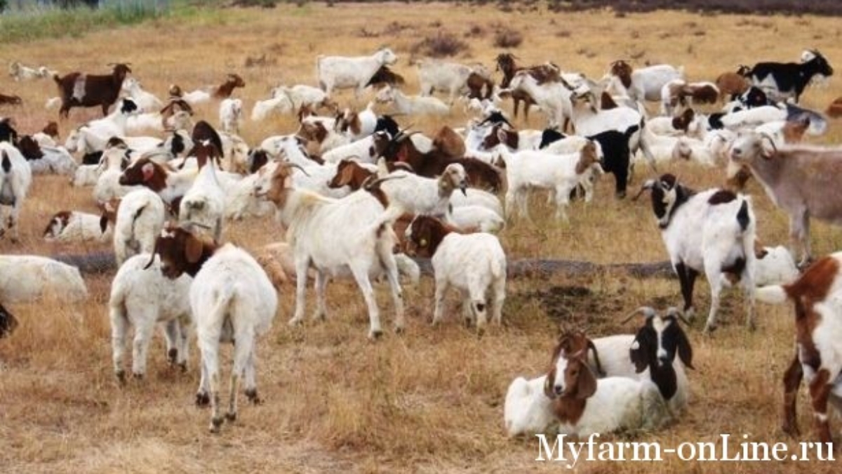 1313665260_google-goats