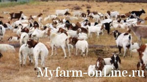 1313665260_google-goats