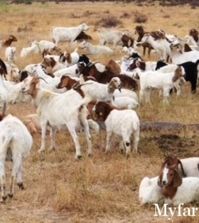 1313665260_google-goats