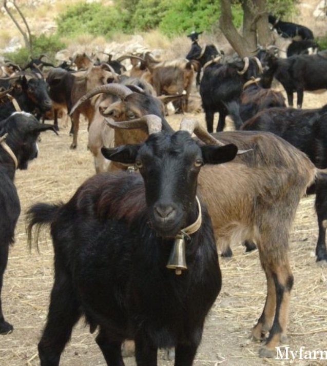 1314762545_goat_herd-1024x768